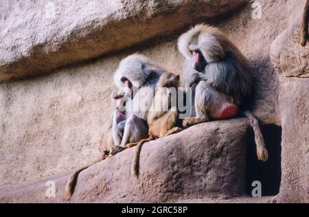 Babouin de Hamadryas, Papio hamadryas, espèce de babouin (prise en 1997 sur film 35 mm) dans un parc animalier Banque D'Images