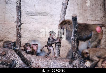 Babouin de Hamadryas, Papio hamadryas, espèce de babouin (prise en 1997 sur film 35 mm) dans un parc animalier Banque D'Images