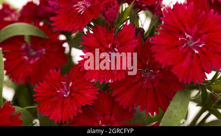 Jardin rouge foncé carnation fleurs macro fond floral Banque D'Images