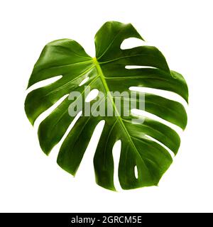Monstera deliciosa, feuille de fromage suisse isolée sur fond blanc Banque D'Images