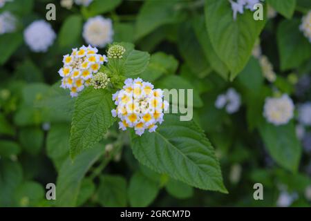 Gros plan de fleurs blanches de Lantana Camara poussant sur des feuilles vertes Banque D'Images