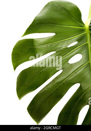 Monstera deliciosa, feuille de fromage suisse isolée sur fond blanc Banque D'Images