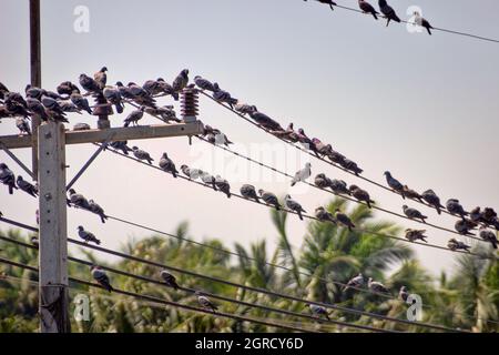 Un grand nombre de colombes bleues (colombe indo-sri lankaise, Columba livia intermedia) perchées sur des fils électriques et des fils sont en perte, Sri Lanka Banque D'Images