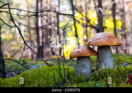 Deux gros champignons de chapeau orange poussent. Grand champignon Leccinum épais poussant dans le bois sauvage Banque D'Images