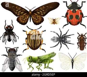 Collection d'insectes différents isolés sur fond blanc Illustration de Vecteur