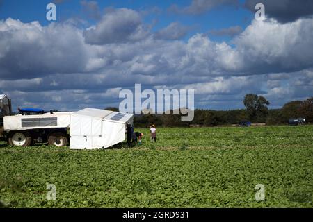 Les travailleurs migrants récoltent des choux dans un champ du sud de l'Angleterre au moment de la récolte en automne. Banque D'Images