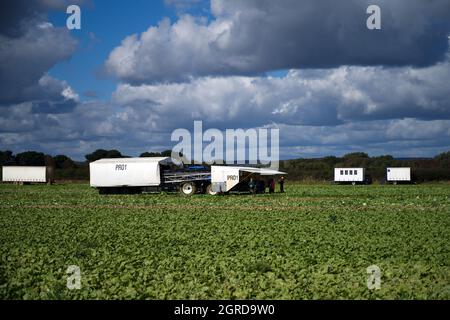Les travailleurs migrants ramassent des choux dans un champ dans le sud de l'Angleterre au moment de la récolte. Banque D'Images