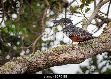 Kingfisher géant, Megaceryle maxima, femelle à Salt Vlei, Port Alfred, Eastern Cape, Afrique du Sud, 25 mai 2019. Banque D'Images