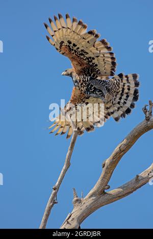 Aigle couronné, Stephanoaetus coronatus, en vol près de Bedford, Cap oriental, Afrique du Sud, 17 mars 2009. Banque D'Images