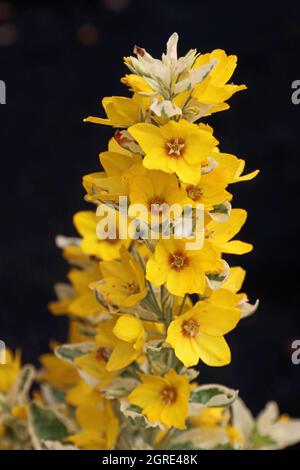 Loosestrife Alexander (Lysimachia punctata) Banque D'Images