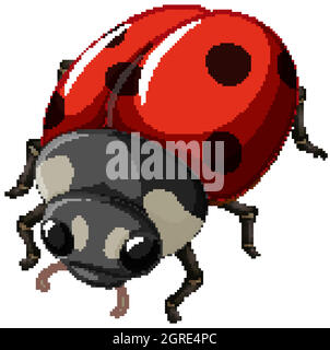 Un insecte coccinelle sur fond blanc Illustration de Vecteur