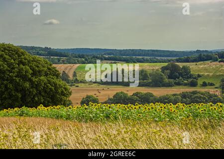 Campagne à Halnaker sur les South Downs près de Chichester dans West Sussex, Angleterre. Avec champ de tournesols en premier plan. Banque D'Images