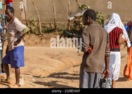 Jinka, Ethiopie - 07 décembre 2013: L'homme éthiopien a acheté un rooster au bazar et le tient entre ses mains. Banque D'Images