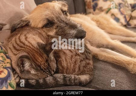 chat et chien sur le canapé ensemble relaxant et relaxant Banque D'Images