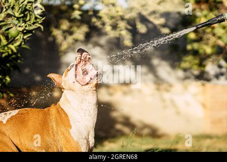 Chien ouvrant la bouche pour jouer avec le jet d'eau d'un tuyau dans un jardin Banque D'Images