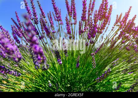 Close to the lavender plant Banque D'Images