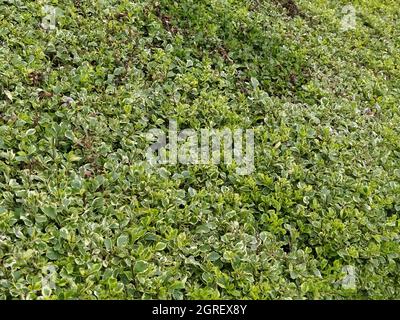 Gros plan de plantes de couverture en plein soleil Banque D'Images