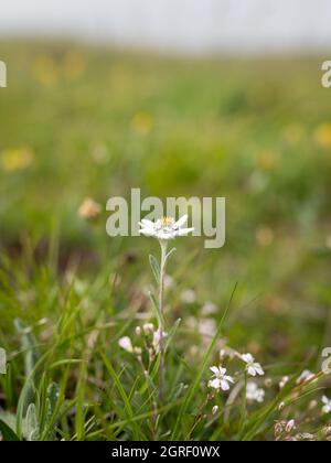 Gros plan d'une fleur d'edelweiss (Leontopodium nivale) dans les alpes autrichiennes près de Matrei, jour nuageux en été Banque D'Images