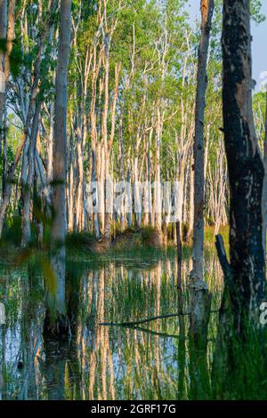 Marais d'arbre à thé côtier dans le canton de Weipa, péninsule de Cape York, Queensland du Nord, Australie Banque D'Images