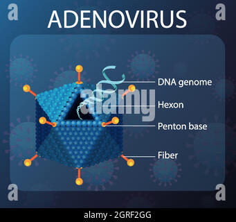 Diagramme de structure de l'adénovirus sur fond d'icône de virus Illustration de Vecteur