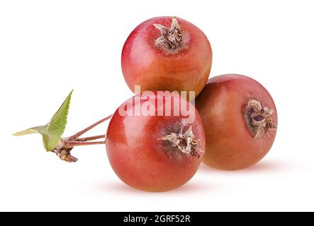 Pommes Paradise, trois sur une branche isolée sur fond blanc. Masque. Profondeur de champ complète. Banque D'Images