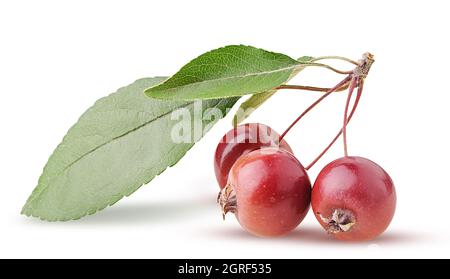 Pommes Paradise, trois sur une branche avec feuille isolée sur fond blanc. Masque. Profondeur de champ complète. Banque D'Images