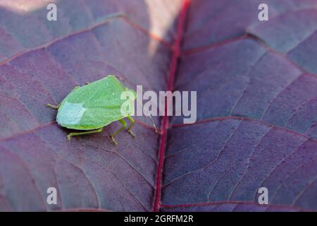 Macrophotographie d'un insecte vert assis sur une feuille de fleur pourpre. Concept d'insectes dans l'environnement naturel Banque D'Images