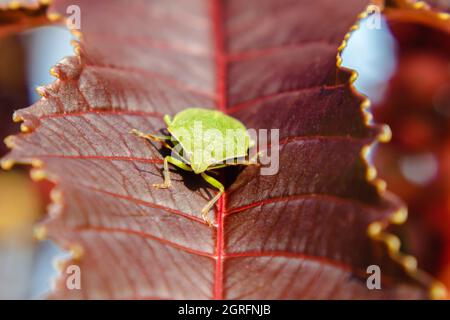 Gros plan de punaise verte sur une feuille de fleur brune. Concept d'insectes dans l'environnement naturel Banque D'Images