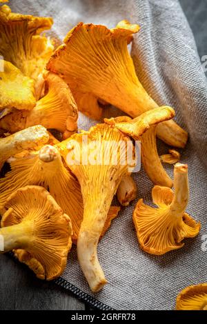 France, Marne, Reims, Cantharellus cibarius, champignons girolles Banque D'Images