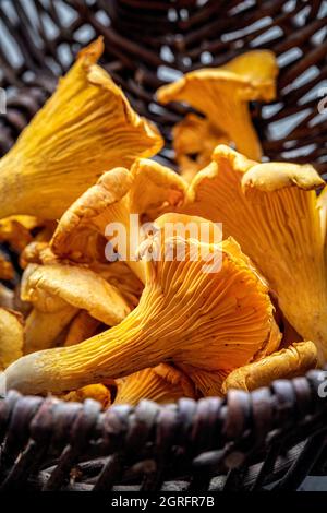 France, Marne, Reims, Cantharellus cibarius, champignons girolles Banque D'Images