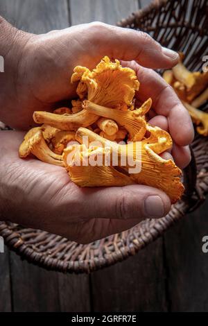 France, Marne, Reims, Cantharellus cibarius, champignons girolles Banque D'Images