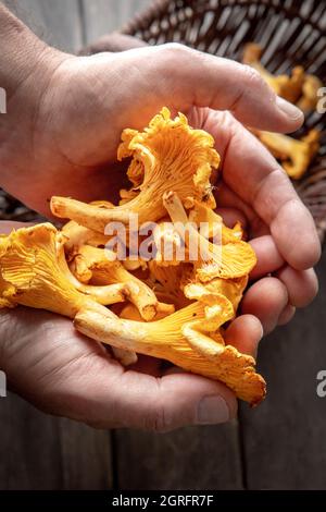 France, Marne, Reims, Cantharellus cibarius, champignons girolles Banque D'Images