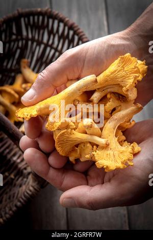 France, Marne, Reims, Cantharellus cibarius, champignons girolles Banque D'Images
