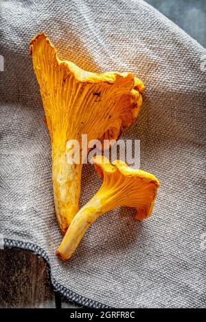 France, Marne, Reims, Cantharellus cibarius, champignons girolles Banque D'Images