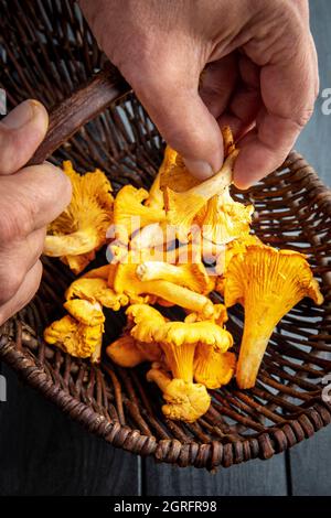 France, Marne, Reims, Cantharellus cibarius, champignons girolles Banque D'Images