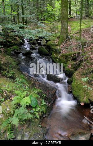 France, Haut Rhin, Sewen, ballon d'Alsace, forêt, Rivière Wagenstallbach Banque D'Images