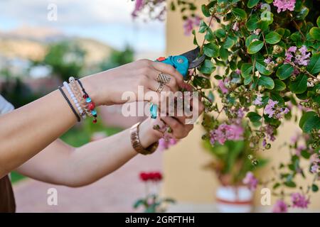 Gros plan de la main d'une femme avec un sécateur qui s'occupe du Bush à fleurs Banque D'Images