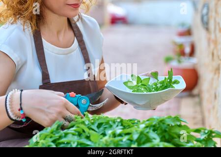 Femme dans le jardin coupe des herbes épicées de basilic, les mains avec la tronçonneuse et l'assiette gros plan Banque D'Images