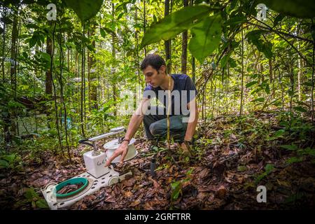 Station de recherche France, Guyane française, Kourou, Paracou (gérée par le Cirad) étudiant les échanges gazeux (cycle du carbone) entre les différentes couches de la forêt tropicale Banque D'Images