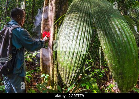 Station de recherche France, Guyane française, Kourou, Paracou (gérée par le Cirad) étudiant les échanges gazeux (cycle du carbone) entre les différentes couches de la forêt tropicale Banque D'Images