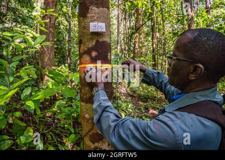 Station de recherche France, Guyane française, Kourou, Paracou (gérée par le Cirad) étudiant les échanges gazeux (cycle du carbone) entre les différentes couches de la forêt tropicale Banque D'Images