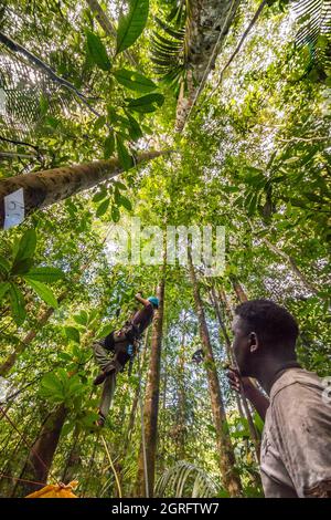 Station de recherche France, Guyane française, Kourou, Paracou (gérée par le Cirad) étudiant les échanges gazeux (cycle du carbone) entre les différentes couches de la forêt tropicale Banque D'Images