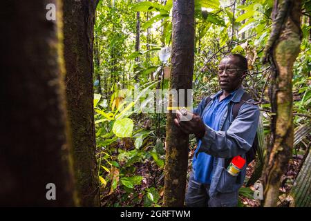 Station de recherche France, Guyane française, Kourou, Paracou (gérée par le Cirad) étudiant les échanges gazeux (cycle du carbone) entre les différentes couches de la forêt tropicale Banque D'Images