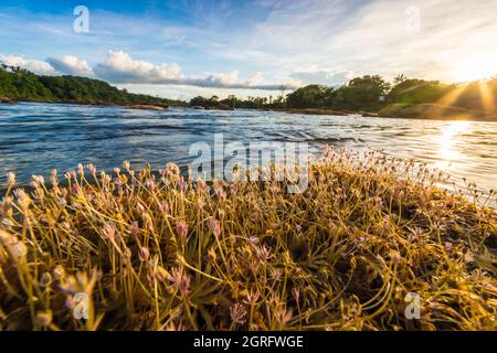 France, Guyane française, Parc Amazonien de Guyane, zone cardiaque, Camopi, sur la rive de l'Oyapock au coucher du soleil Banque D'Images