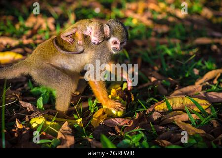 France, Guyane française, Cayenne, îlet la mère, singe Saïmiri ou singe écureuil (Saimiri saimiri sciurus) portant son jeune dos, à la recherche de nourriture dans la sous-croissance tropicale Banque D'Images