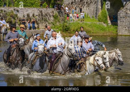 France, Hérault, Sauve, traversée de la rivière avec des taureaux Banque D'Images