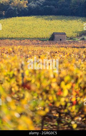 France, Var, le Thoronet, AOC Côtes de Provence, hangar dans les vignobles Banque D'Images