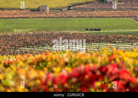 France, Var, le Thoronet, AOC Côtes de Provence, hangar dans les vignobles Banque D'Images