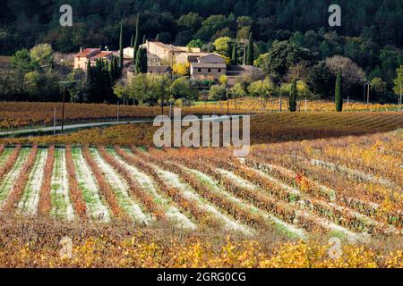 France, Var, le Thoronet, AOC Côtes de Provence, hameau les Feraud, vignobles Banque D'Images