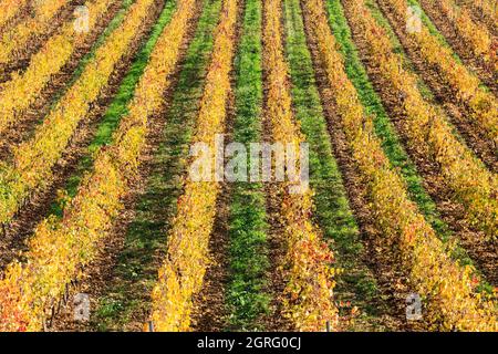 France, Var, le Thoronet, AOC cotes de Provence, vignobles Banque D'Images